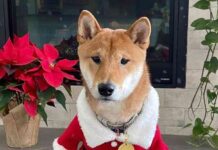 Курс santa floki злетів на 18 610% після публікації ілона маска