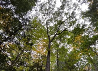 У кожному дереві живе трильйон крихітних істот