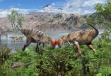 Динозавр купола з Монголії, старий коли -небудь знаходив