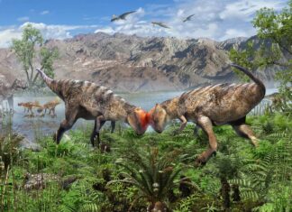 Динозавр купола з Монголії, старий коли -небудь знаходив