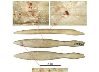 Найдавніший відомий об’єкт бегемота із слонової кістки, знайдений на веб -сайті мідної епохи Іберійського півострова