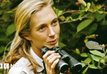 Леді Джейн Гудолла революціонізувала наше розуміння наших найближчих двоюрідних братів Прима