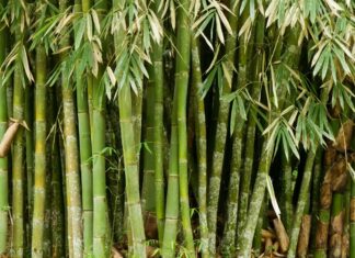 Біорозкладаний бамбуковий пластик міцний і його легко переробити.