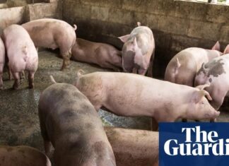 Вчені створили свиней, стійких до класичної чуми свиней