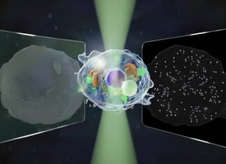 Уніфікований мікроскоп об’єднує мікро- та нано-зір