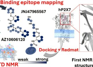 Przyspieszenie poszukiwań leków na choroby związane z kanałami jonowymi