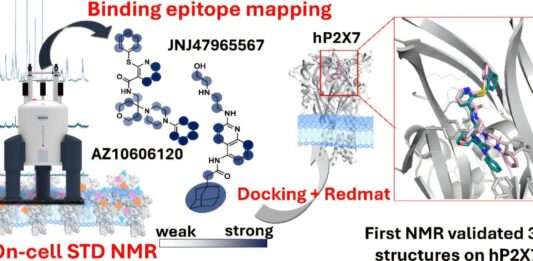 Прискорити пошук ліків від захворювань, пов’язаних з іонними каналами