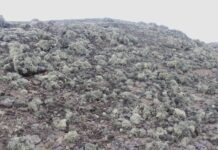 Pemetaan Vegetasi Antartika Meremehkan Cakupan Lumut Hingga 90%