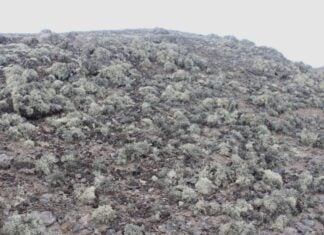 Mapowanie roślinności Antarktyki zaniża pokrycie porostów nawet o 90%