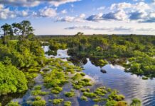 Африканські ліси стають джерелом вуглецю: критична зміна в динаміці клімату