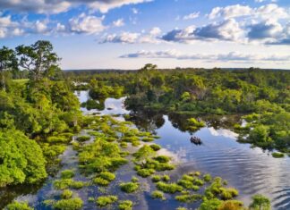 Африканські ліси стають джерелом вуглецю: критична зміна в динаміці клімату