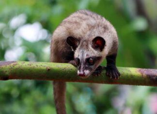Наука про каву циветти: чому ці рідкісні зерна так цінуються