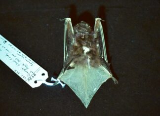 Загадайте мені це, загадайте мені те: хто може пояснити світяться зелені кажани?