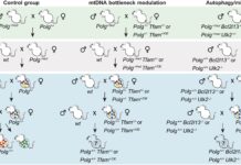 Sel Melindungi Kualitas DNA Mitokondria Melalui Seleksi Alam
