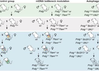 Komórki chronią jakość mitochondrialnego DNA poprzez dobór naturalny