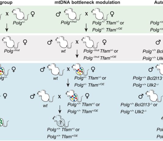 Клітини захищають якість мітохондріальної ДНК за допомогою природного відбору