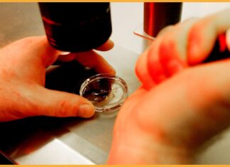 Ціна прогресу: як заборона на дослідження з використанням фетальної тканини загрожує медичним проривам