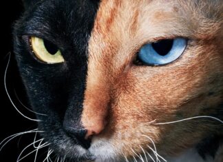 Розгадка сутності кота: погляд фотографа на наших чарівних супутниць