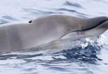 Рідкісний глибоководний кит нарешті ідентифікований живим – з арбалетом