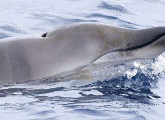 Рідкісний глибоководний кит нарешті ідентифікований живим – з арбалетом