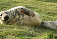 Тюленяче молоко: найскладніша дієта ссавців, виявлена на сьогодні