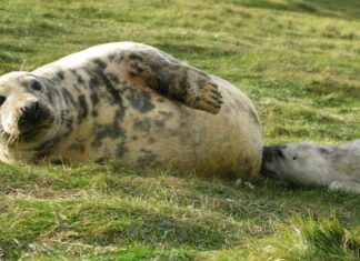 Тюленяче молоко: найскладніша дієта ссавців, виявлена на сьогодні