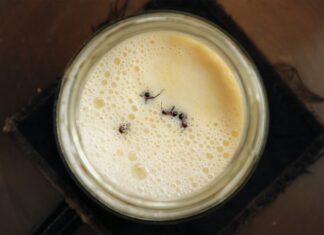 Мурахи: дивовижний інгредієнт у вашій наступній закусці з йогуртом