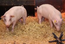 Genetycznie zmodyfikowane świnie odporne na pomór świń mogą poprawić dobrostan zwierząt