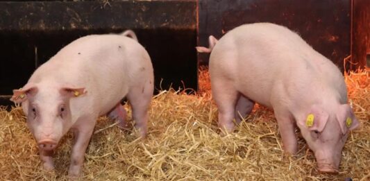 Генетично змінені свині, стійкі до чуми свиней, можуть покращити добробут тварин