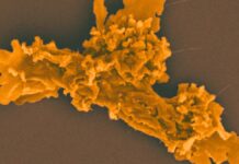 Жаростійка амеба заново визначає межі еукаріотичного життя