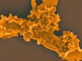 Жаростійка амеба заново визначає межі еукаріотичного життя