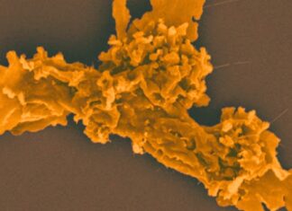 Жаростійка амеба заново визначає межі еукаріотичного життя