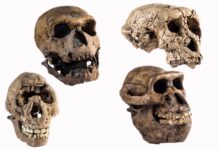 Вчені стверджують, що «Люсі» може бути не нашим прямим предком, що викликало гострі дискусії