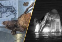 Цей тиждень у науці: від надзвичайних ситуацій на МКС до доказів вимерлих носорогів