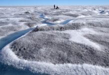 Les algues accélèrent la fonte des glaces au Groenland : une nouvelle boucle de rétroaction climatique