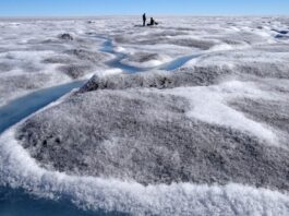 Водорості, що прискорюють танення льоду Гренландії: новий кліматичний зворотний зв’язок