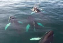 Смертельний вірус вперше виявлений у китів в Арктиці