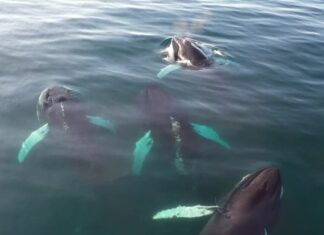 Смертельний вірус вперше виявлений у китів в Арктиці