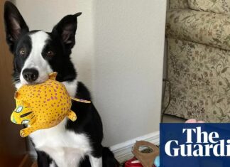 Собаки можуть вивчати слова, підслуховуючи розмови, показують нові дослідження