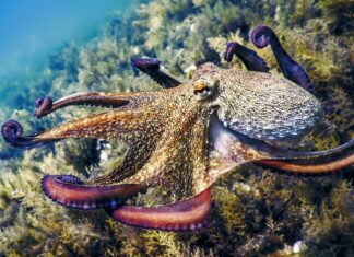 Мозок восьминога кидає виклик теоріям соціального інтелекту