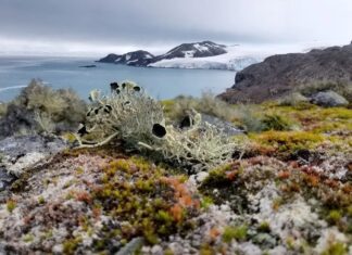 Несподіване зелене майбутнє Антарктиди: Континент у перехідному стані