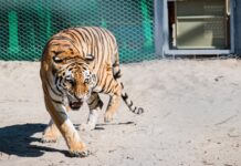 Сміливий план Казахстану щодо повернення тигрів через 70 років