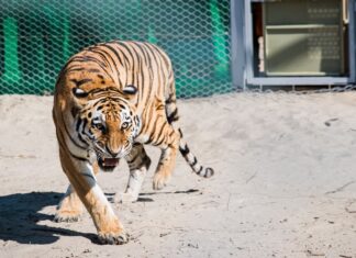Сміливий план Казахстану щодо повернення тигрів через 70 років