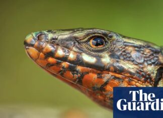 Ящірки-Стінки Розкривають Приховану Складність Біорізноманіття