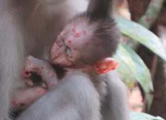 Передача віспи мавп підтверджена: від білки до мавпи у Кот-д’Івуарі