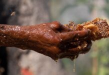 Людські та пташині діалекти: як мисливці за медом і птахи-провідники спілкуються в Мозамбіку