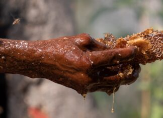 Людські та пташині діалекти: як мисливці за медом і птахи-провідники спілкуються в Мозамбіку