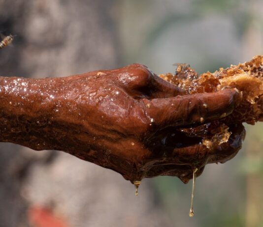 Людські та пташині діалекти: як мисливці за медом і птахи-провідники спілкуються в Мозамбіку