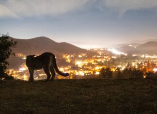 Каліфорнійські пуми: боротьба за виживання в міру розширення людської діяльності