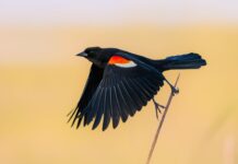 Przyspieszające wymieranie ptaków wiąże się z intensyfikacją rolnictwa w Stanach Zjednoczonych